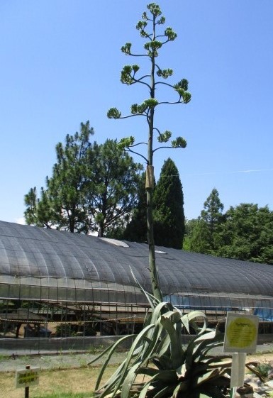 サボテンのリュウゼツランの花